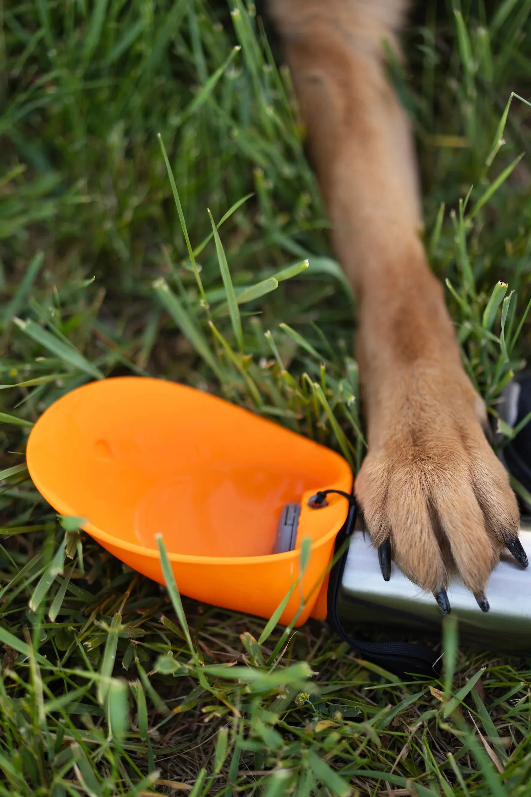 Insulated Double Wall Dog Travel Water Bottle with flip up bowl