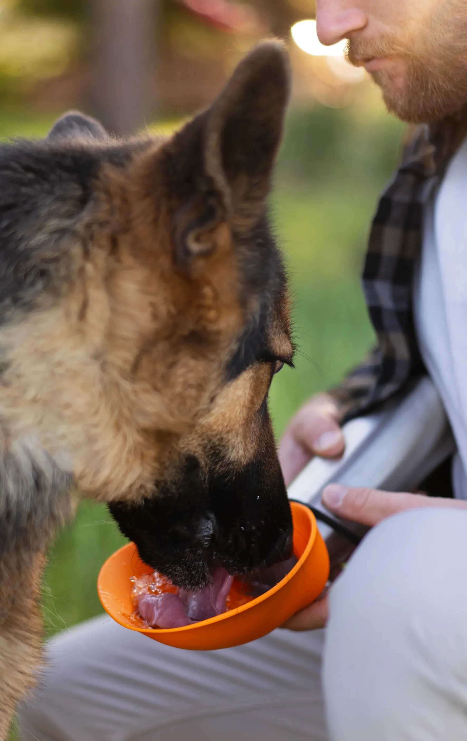 Insulated Double Wall Dog Travel Water Bottle with flip up bowl